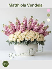 Matthiola Vendela: Opulencia en Crema y Rosa