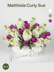 Matthiola Curly Sue: Elegancia Audaz