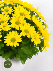 Margaritas para Alegrar el Día