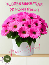 La Gerbera: Alegría de Color Intenso