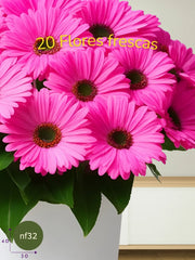 La Gerbera: Alegría de Color Intenso