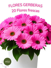 La Gerbera: Alegría de Color Intenso