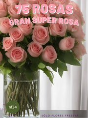 75 Rosas Rosas: Magnífica Alegría