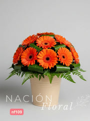Cubeta con Gerberas