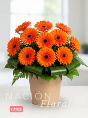 Cubeta con Gerberas
