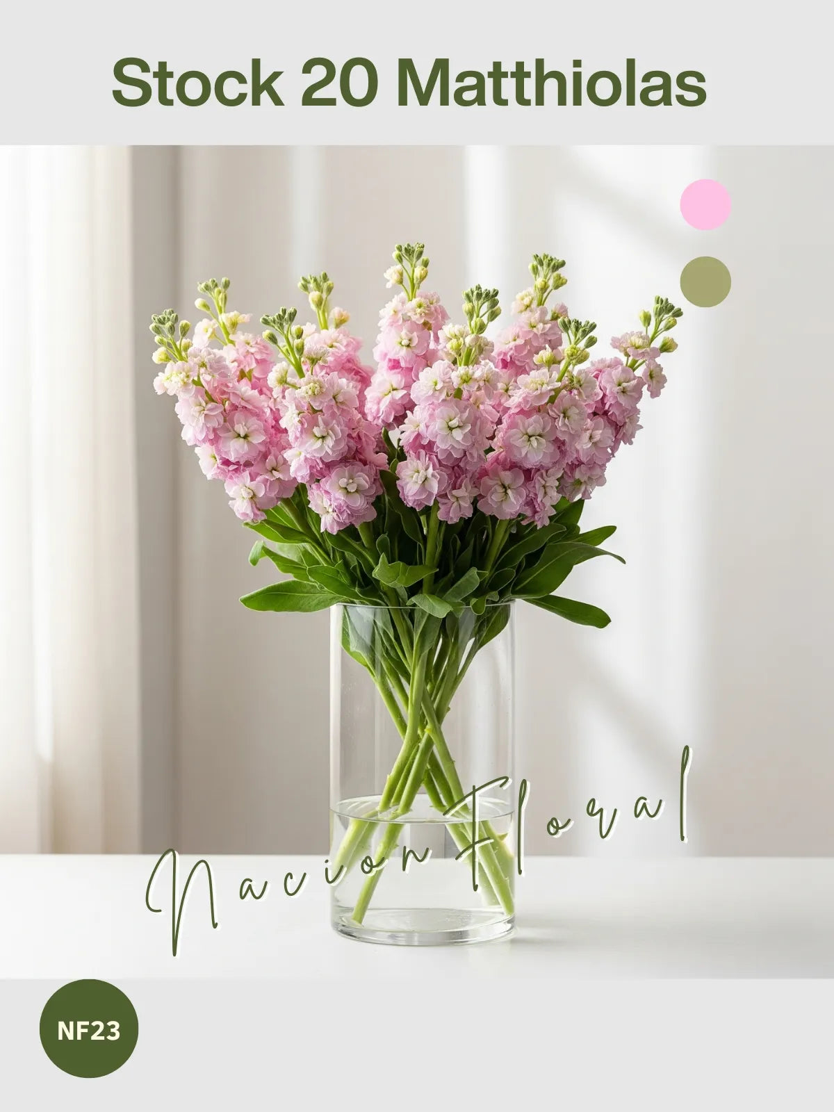 Matthiola: Sinfonía en Rosa Claro