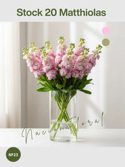 Matthiola: Sinfonía en Rosa Claro