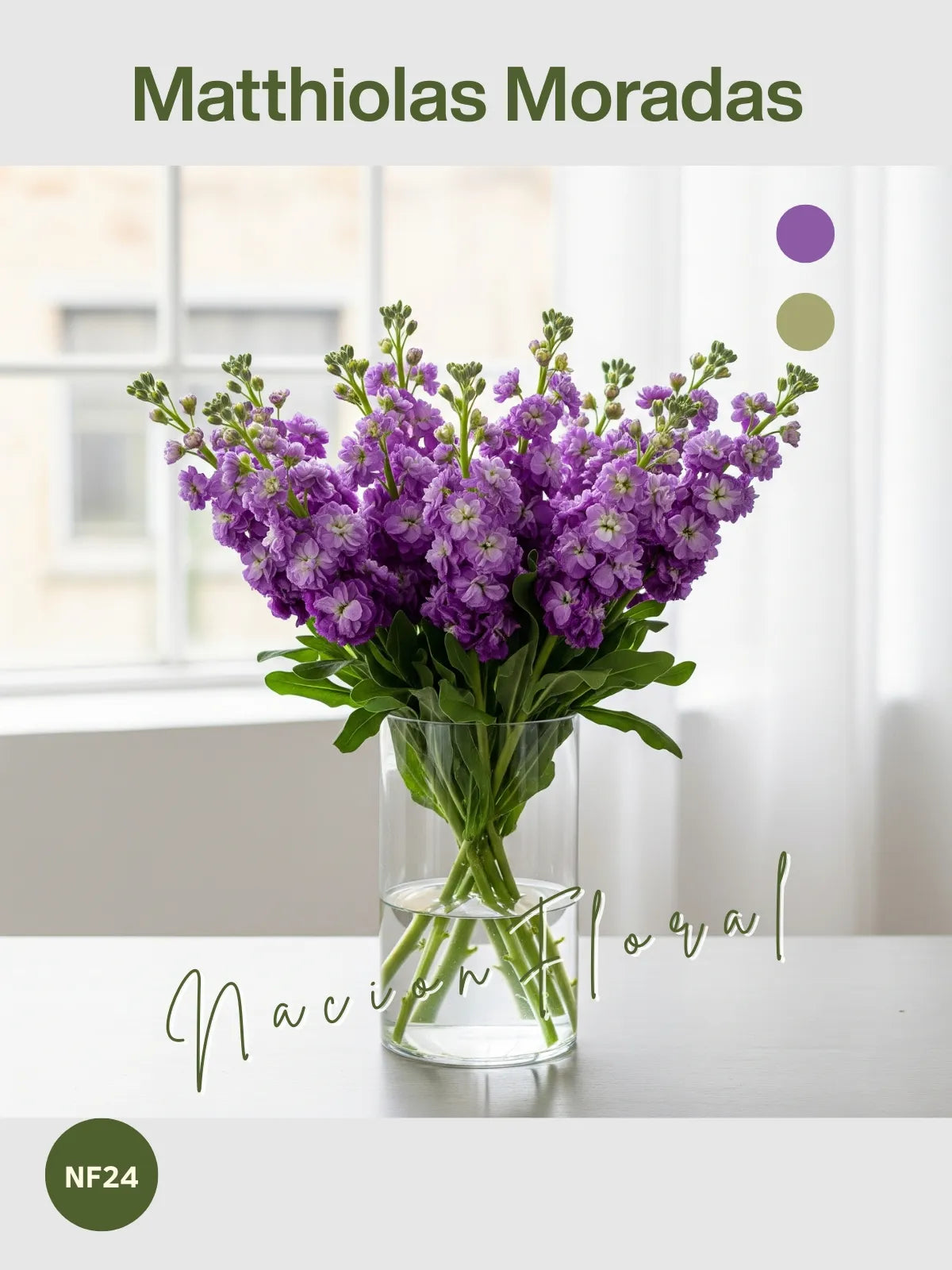 La Matthiola: Encanto Real en Morado