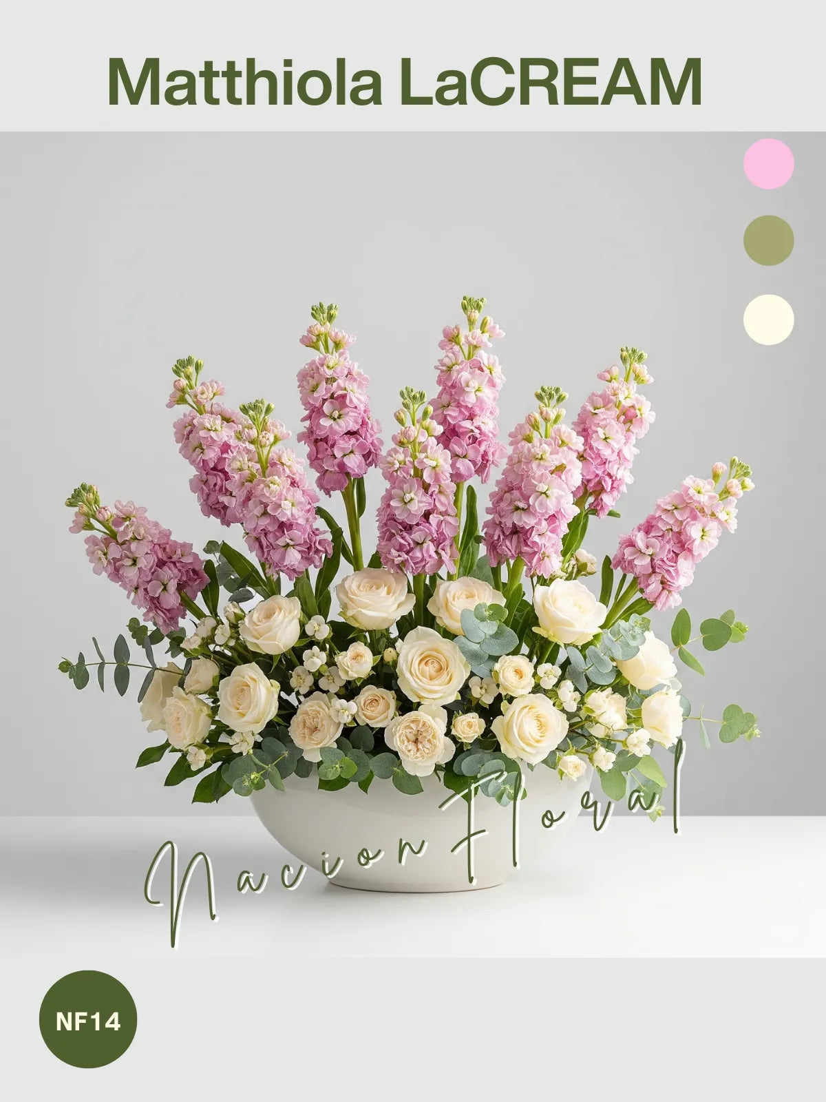 Matthiola: Elegancia Rosada y Crema