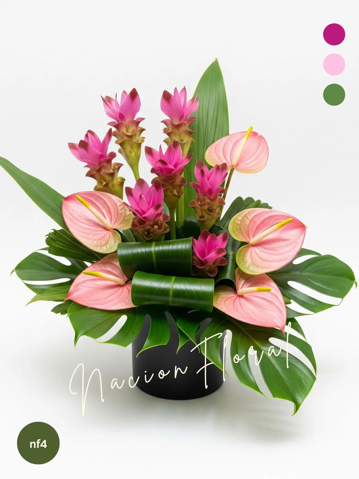 Gran encanto curcuma con anturios