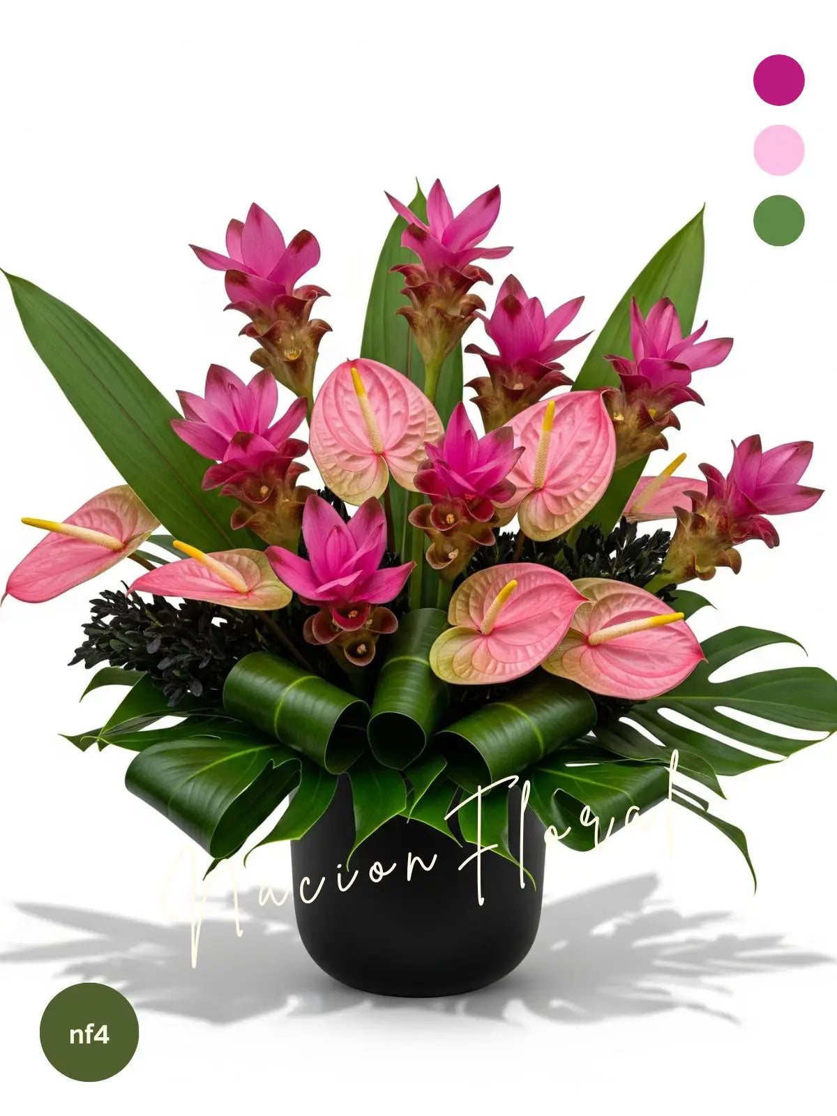 Gran encanto curcuma con anturios