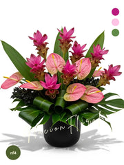 Gran encanto curcuma con anturios